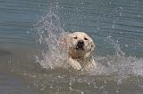 LABRADOR 1079